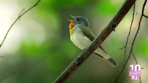 Small bird sings repeatedly while staying alert on branch