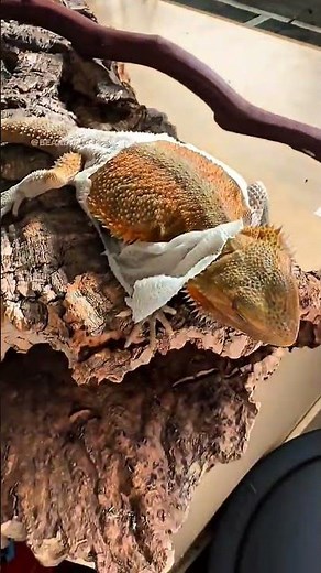 “Wait… Is This Skin Peeling Off?! 😳 | Bearded Dragon Transformation You Won’t Believe!”