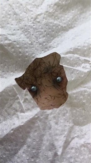 aplicação piercing íntimo masculino Surface de titânio #bodypiercing #tatuagem #piercings