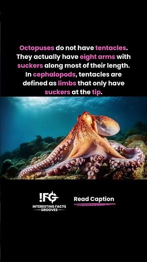 Octopuses Don’t Have Tentacles
