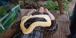 There’s a zoo in the Philippines where you can get massaged by giant pythons