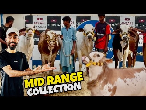 Haseen Bachray Woh Bhi Mid Range Main😍 | Breeding Protocols Shuru Kardeye | Qurbani 2026♥️