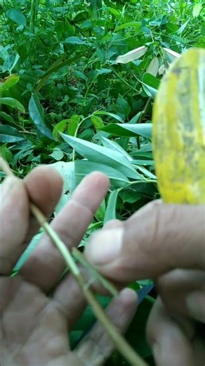 penempelan(okulasi) pada batang durian #video #grafting #durian