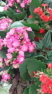 Kalanchoe Blossfeldiana 🌸🌺is a versatile and vibrant plant, perfect for adding charm and color to your indoor spaces. #kalanchoe #succulents #succulentlove #suculentas #fyp #beauty #flowers #flowerlovers #homedecor #Amazing #viral #reels #garden #foryou | Decor & Beauty