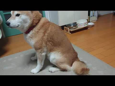 心配になるくらい雷に震える柴犬。Shiba Inu trembling with thunder
