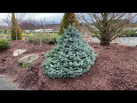Picea pungens 'Zafiro' Dwarf Colorado Blue Spruce January 31, 2020