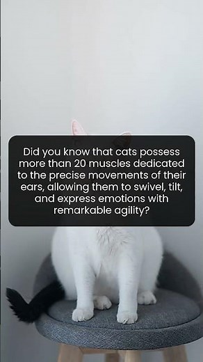 Explore how cats use 20 unique muscles to express emotions through their ears