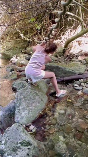 奄美大島モダマ自生地