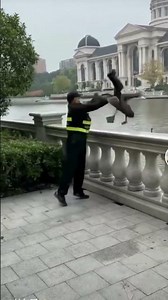 Thiên Nga Đen Dưới Hồ Lên Bờ Chơi