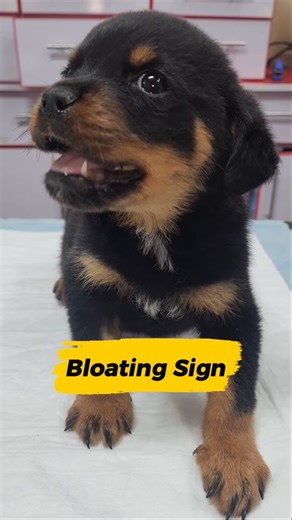 Dog Bloating & Labored Breathing Bloating and labored breathing in dogs are important symptoms that should Here you go — a simple, direct, and non-scary explanation for “Bloating & Labored Breathing in Dogs” with Title, Details, and Hashtags 👇🐶💨 --- 📌 Title: Dog Bloating & Labored Breathing – What It Means and When to Worry --- 📌 Details (Clear & Easy for Pet Owners): Bloating and labored breathing in dog be ignored. Even if the stomach is only slightly enlarged, these signs can indicate di