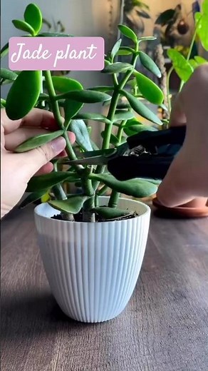 🌿 BIG LEAVES JADE PLANT – The ULTIMATE Care Guide! (Crassula Ovata ‘Gollum’) 🌿** #jade