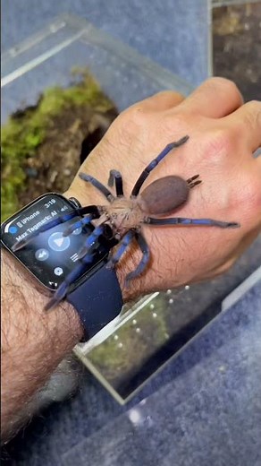 This is called stridulation. Old world tarantulas typically make this sound when nervous.
