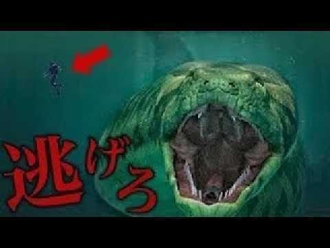 【都市伝説 未確認生物】実在するとされる巨大海洋生物…! 巨大UMA「キャディ」