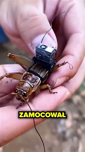 Przypina Malutką Kamerkę Do Owadów!🤯