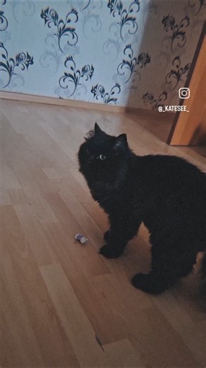 Иногда в бессмысленном тоже есть смысл 🤭😄😼🐈‍⬛