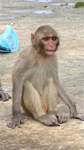 Baby Monkey Calling Its Mom. #curiousmonkeylife #monkey #animals