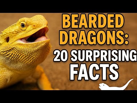 Bearded Dragons: 20 Surprising Facts You Didn’t Know! 🦎 | Ultimate Care, Behavior & Secrets