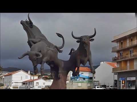 The Bulls of Terceira Island, Azores