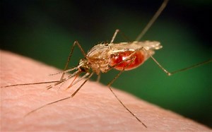 Malaria: transmission, symptoms and treatment | Emergency Live
