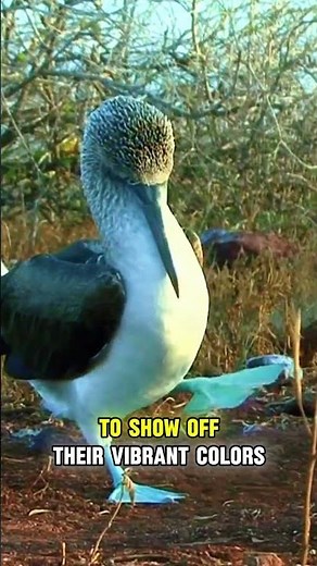 This Bird Has Bright Blue Feet!