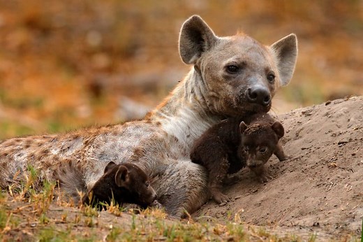 The Perils of a Female Hyena Giving Birth