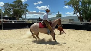🌟DON’T MISS THIS ONE🌟 🐴 LOT 586 - ROYALLE VOGUE 🐴 Classy, kind 3yo filly. Sire: Peptos Stylish Oak Dam: Royalle Contestant (Hazelwood Conman/Star Black Minstrel) Stable D250 Please call Dave Manchon for further information 0424639775 (I do not own the rights to this music) | Rooftop Express Show