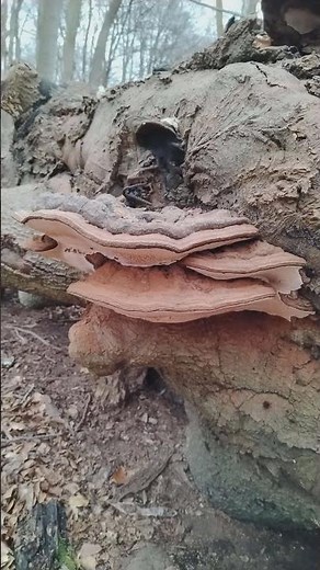 Bracket fungi, Epping Forest