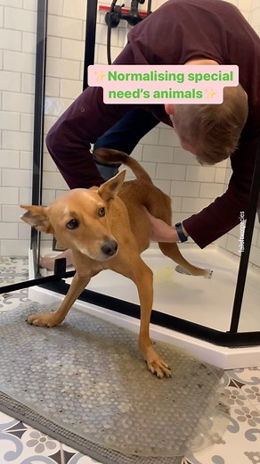 Dobby’s pee and poop routine in 10minutes Dobby is paralyzed from the waist down since she was 2.5months old. Luckily, she isn’t incontinent. But to make things easy , hygienic and manageable we help Dobby relieve herself by taking her for bathroom breaks. We take her to pee every 3-5 hours and for pooping twice a day.. every 12 hours.. Dobby’s routine when it comes to poop tome is as soon as we get up in the morning and in the evening. For those who are looking at how to actually make her pee a