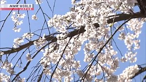 34K views · 1.1K reactions | Cherry blossoms are now blooming in the northern parts of Japan. Here's our daily-updated map of the current sakura situation nationwide. ➡ https://www3.nhk.or.jp/nhkworld/en/news/tags/141/ #sakuraNHKWorld | NHK WORLD-JAPAN | Facebook