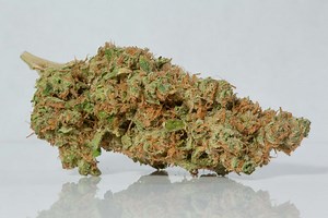Fruity Pebbles Strain | Slight Indica-Dominant Hybrid | Lightshade