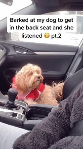 She was arguing with me!! 😳 #funnydog #cutepuppy #tiktokdogs #doglove #cockapoo #fypdog#reels #happy #family #love #viral #viralfb #funny #amazing #fyp | Spencer Jackson