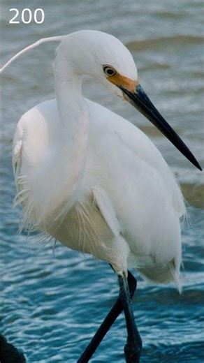 Take this Super Telephoto with you everywhere