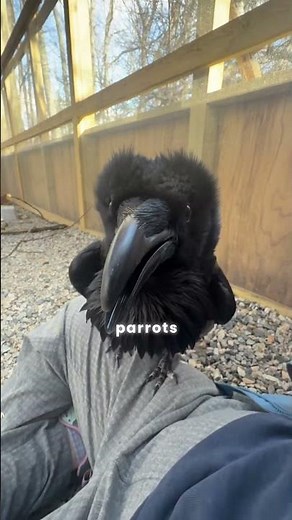 The smartest bird you will see today😱 #shorts #smartanimals #nature