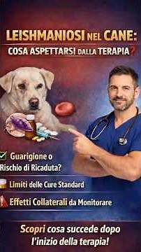 🐾 Leishmaniasis in Dogs: What to Expect from Treatment?