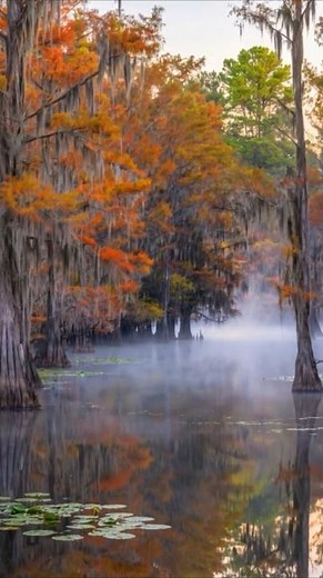 America’s Most Cinematic Swamp: The Story of Caddo Lake #mystery #facts #shorts #usa