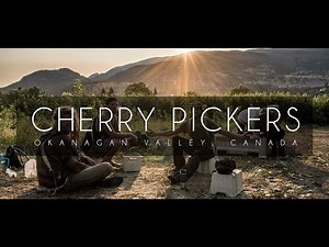 Cherry Pickers | Okanagan Valley, Canada [4K]