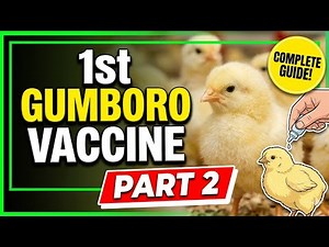 Gumboro Vaccine to Chicks | Step-by-Step Guide (Part 2)