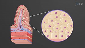 Video: Histology of the Gastrointestinal (GI) Tract