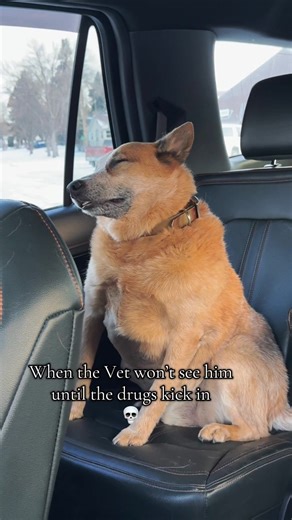 Combat the Dog's Vet Reputation