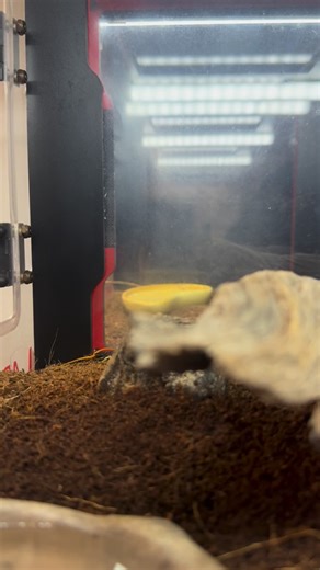 Lunch time for our Giant Desert Centipede! 🦗 Centipedes are nocturnal critters who hunt prey by sensing vibrations and using their antennae. As you can see here, they move quite fast to catch prey. They are able to subdue prey by injecting venom via specialized fangs before consuming their meal. #centipedes #desertcentipede #desert #critters #venom | Arizona Poison & Drug Information Center