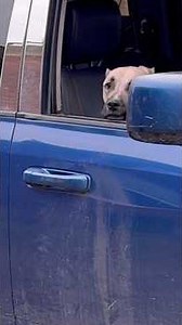 Stray German Shepherd Was Crying Nonstop Until She Was Rescued | The Dodo