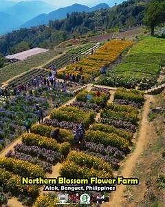 Northern Blossom Flower Farm, Atok, Benguet, Philippines. 🌻⛰ #bobsy #ShihfaPhilippines #TeamImmortal #speedmetalphilippines Sweetnotes Music 🎶 | Bobsy