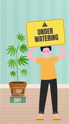 Why Cannabis Plants Start Drooping