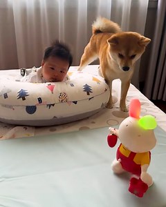 25K views · 84 reactions | These two can't get enough of this toy! | Bloom | Facebook