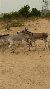 donkey in jungle #wildlifeentertainment #donkey #wildlife