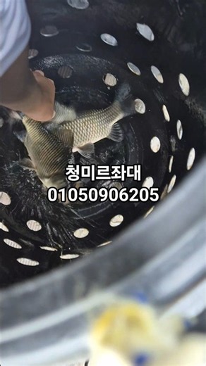 초평저수지 청미르좌대 붕어낚시 조황