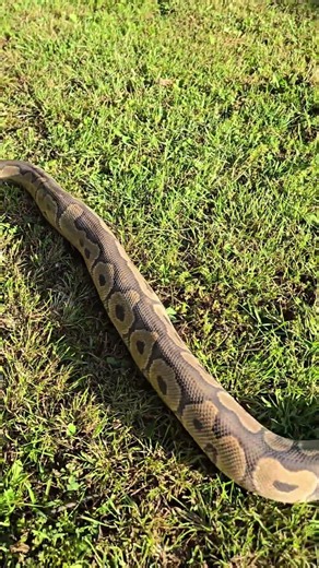 HUGE Ball Python Snake