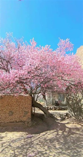 Apricot Tree Bursting with Blossoms in Akto