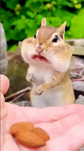 Cool Things About Chipmunks