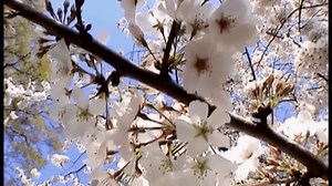 FDA warns of rare, but 'severe' reaction involving allergy medications like Zyrtec, Xyzal